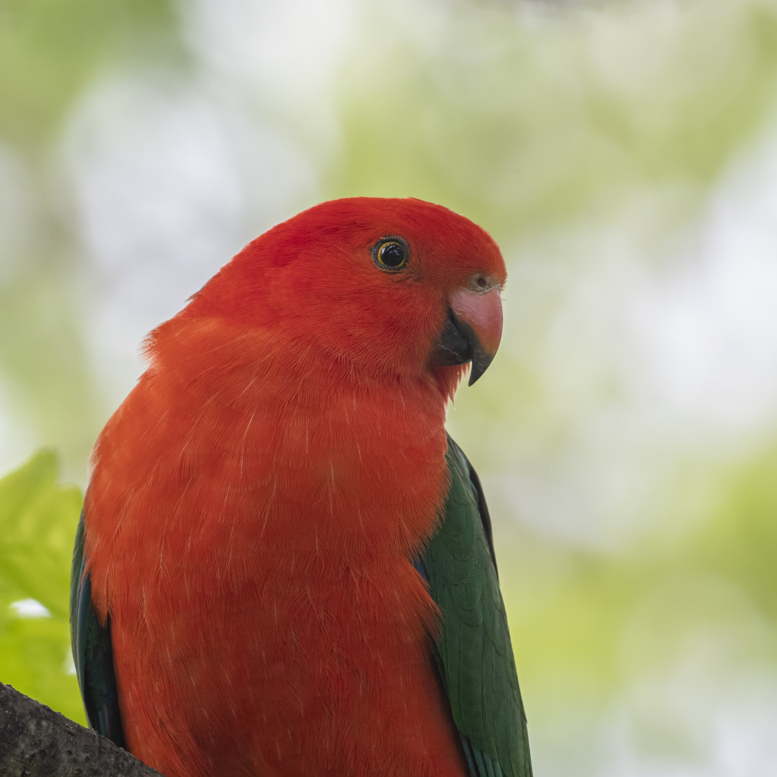 "King Parrot - male - portrait" stock image