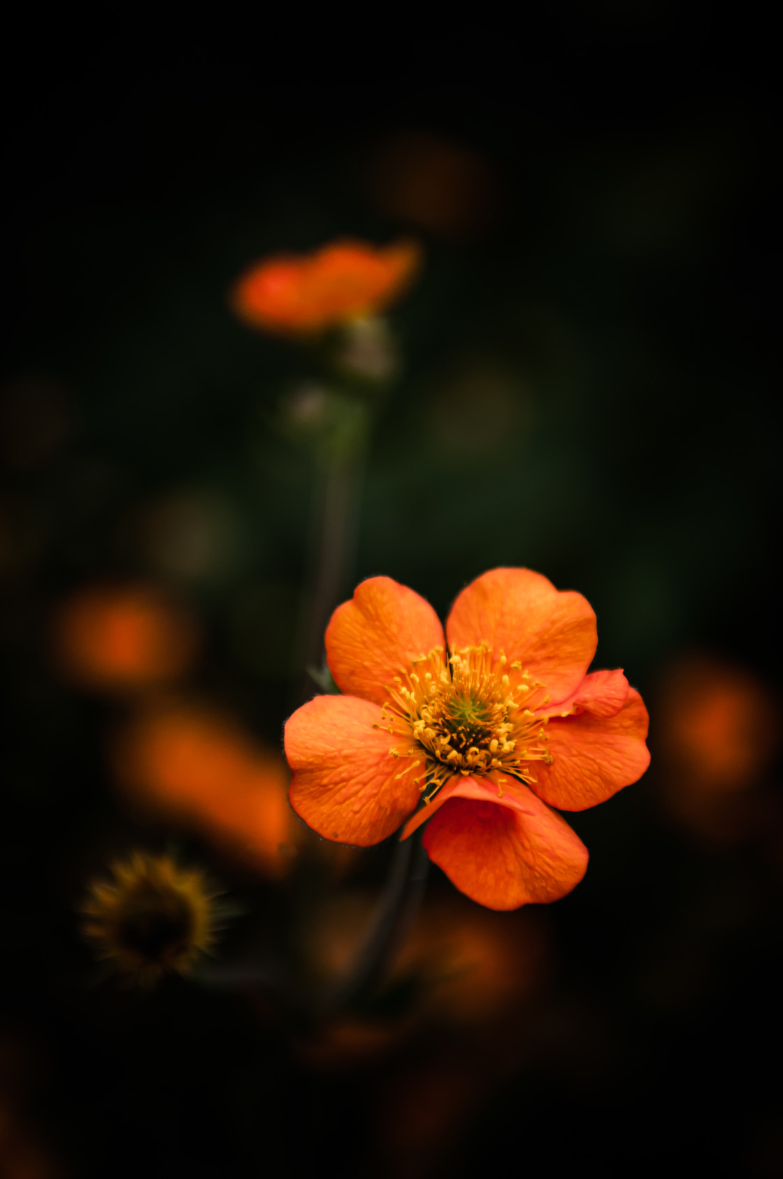 "Geum" stock image