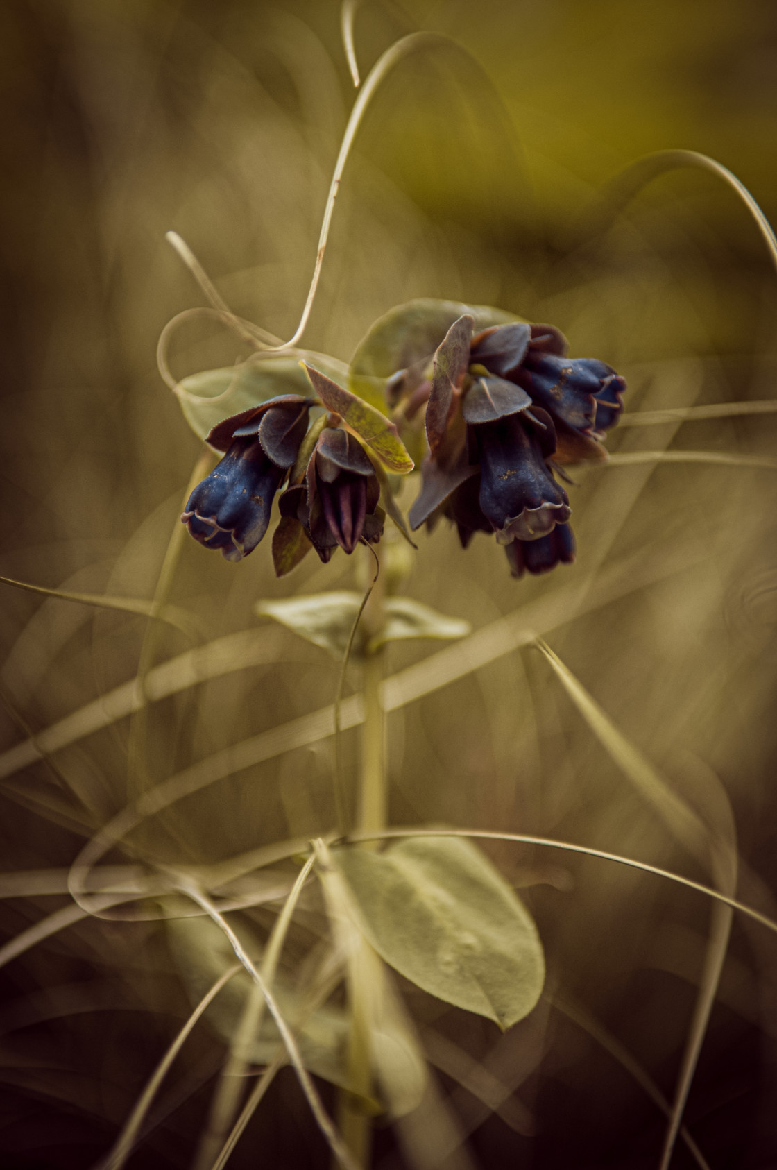 "Cerinthe" stock image