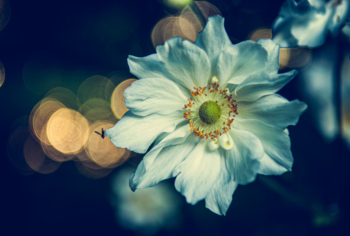 "Windflower" stock image