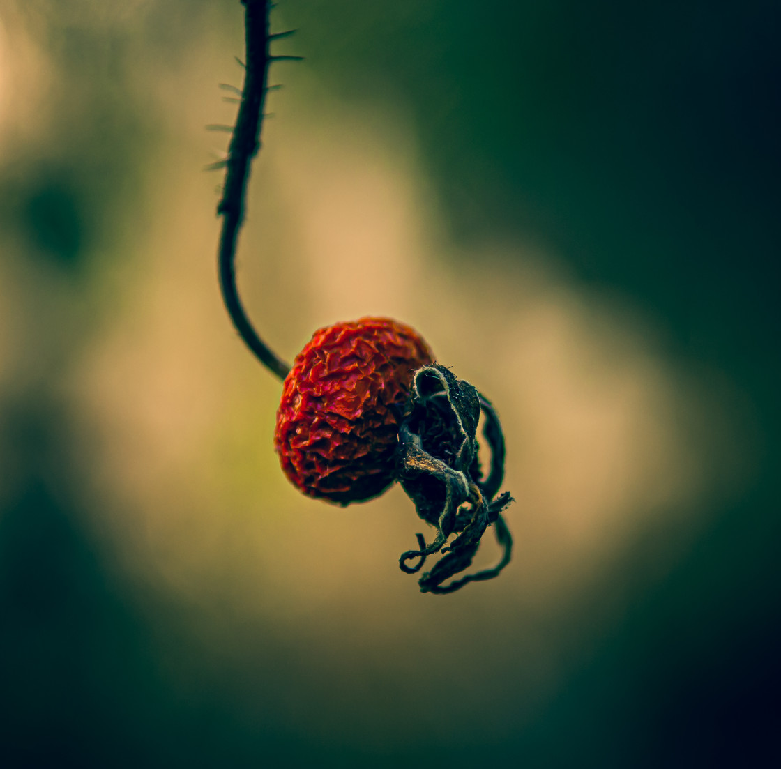 "Rose hip detail" stock image