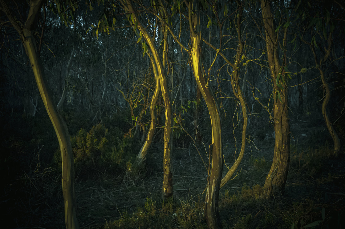 "Stunted Highland trees" stock image