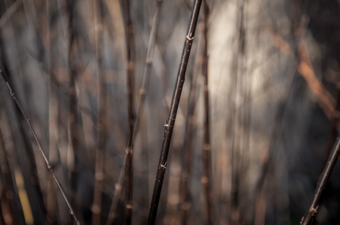 "Black Bamboo" stock image