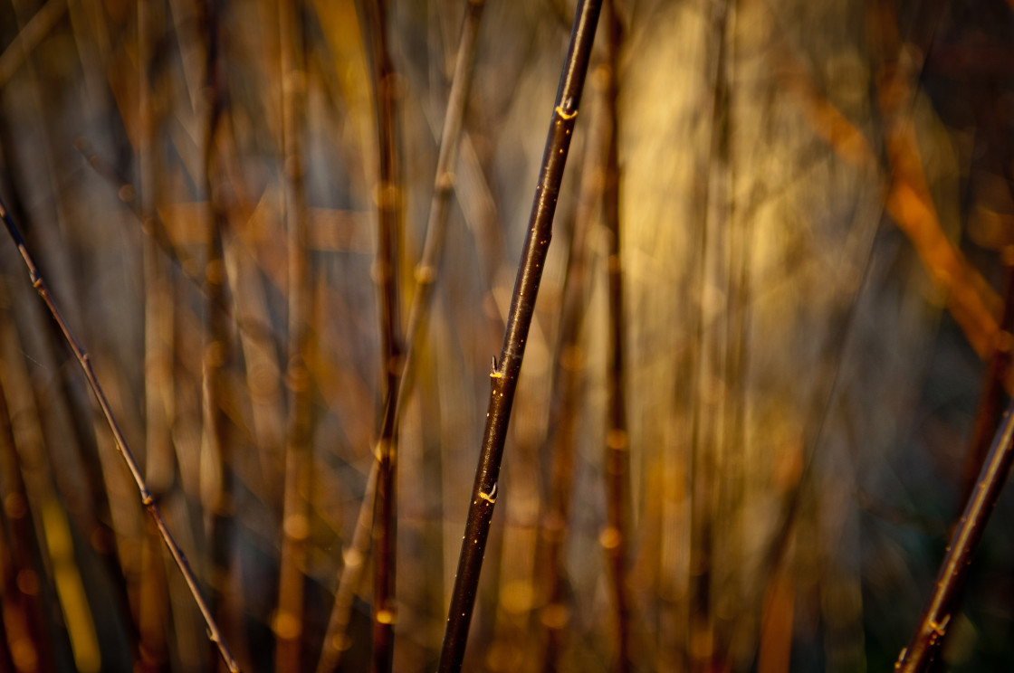 "Bamboo Detail" stock image