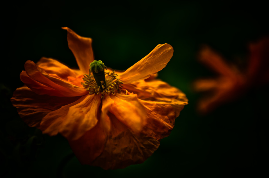 "Poppy Perfection" stock image