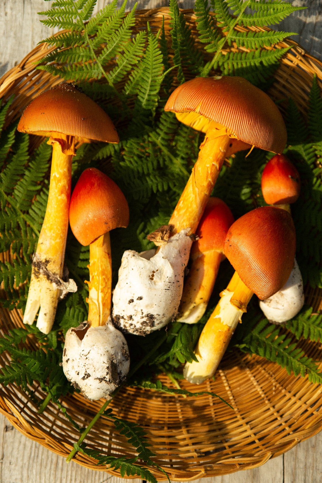 "Mushrooms" stock image
