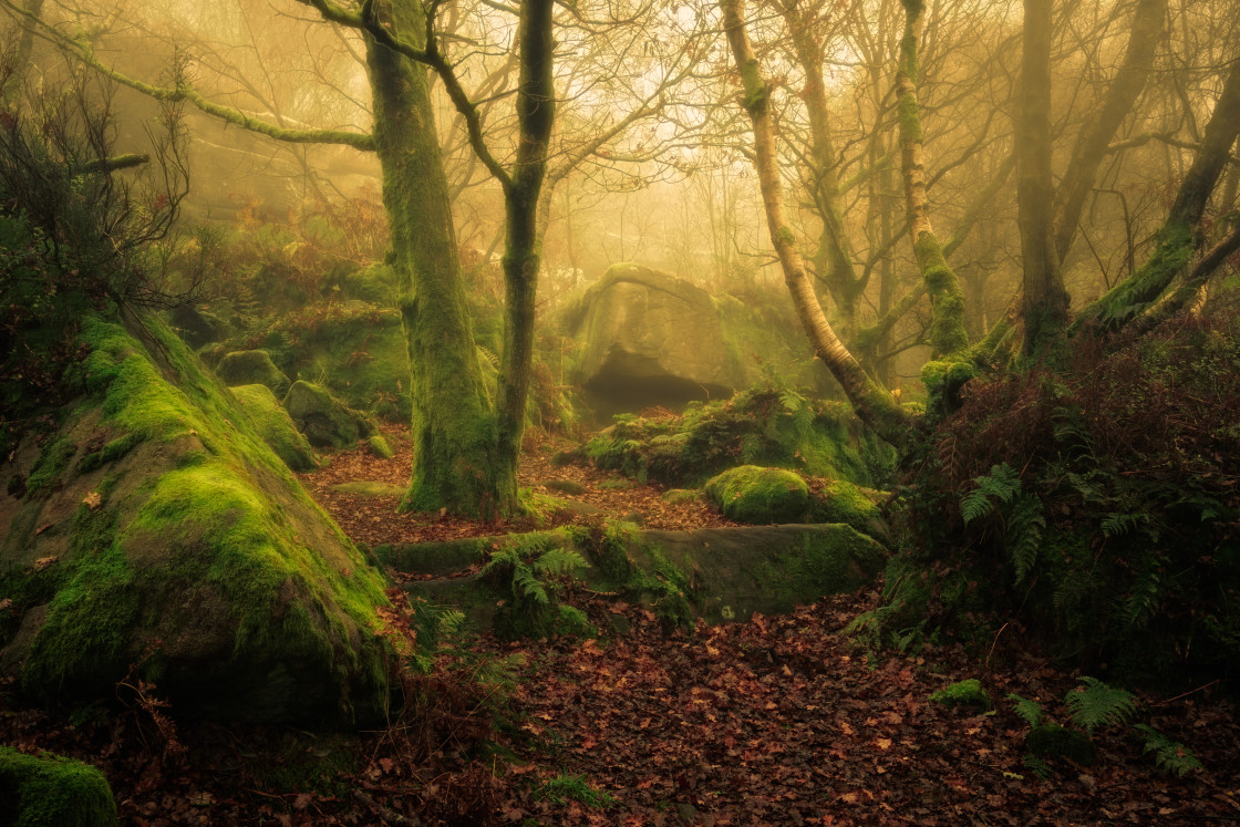 "The Woodland at Brinham Rocks" stock image