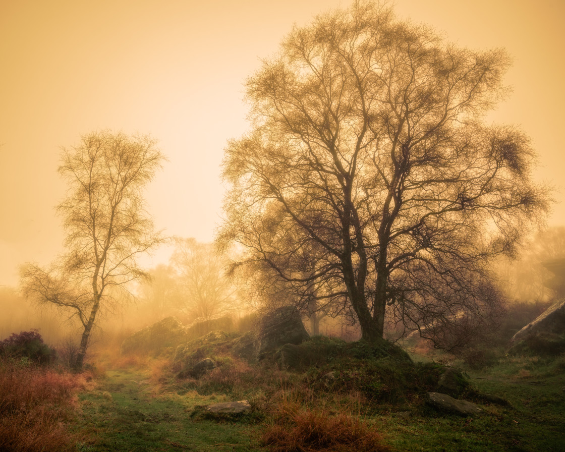 "Trees in Mist at Brimahm Rocks" stock image