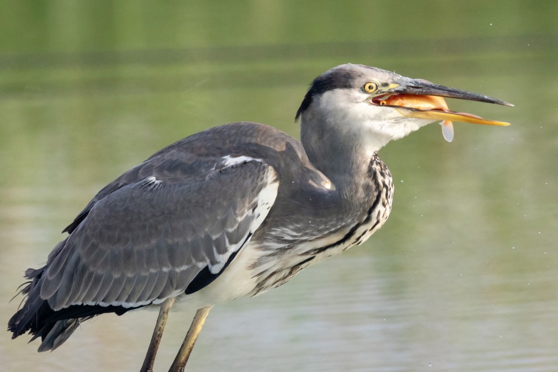 "A grey heron swallowing.." stock image