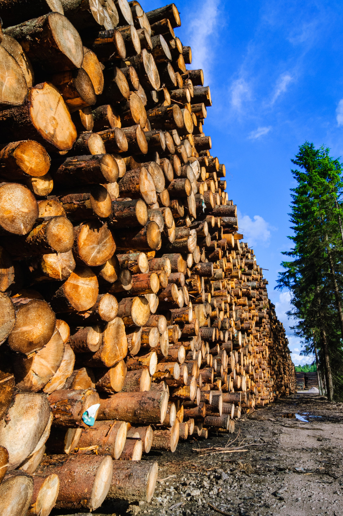 "Timber logs" stock image