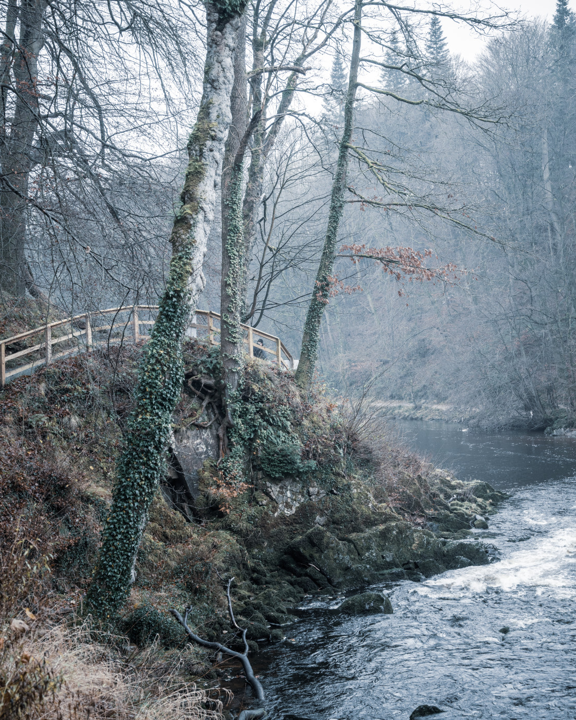 "Trees on the River Wharfe" stock image