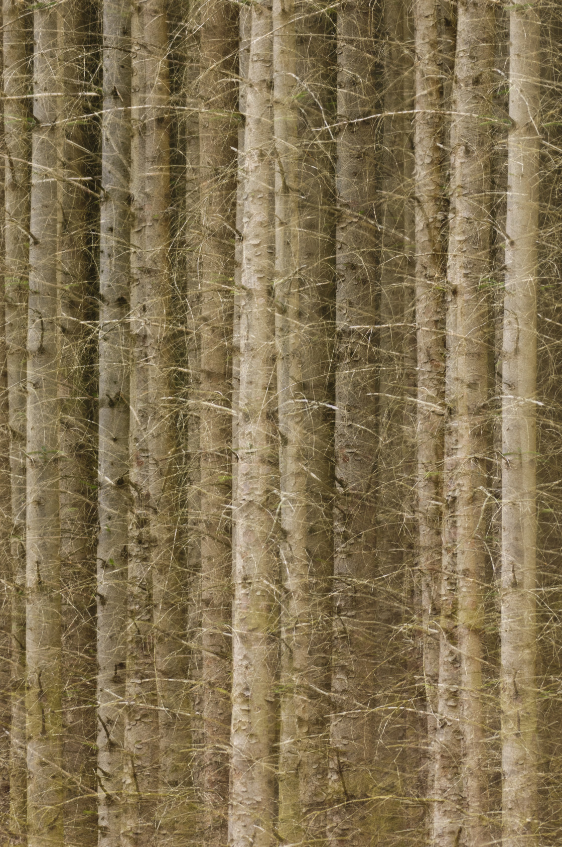 "Trees in a row" stock image