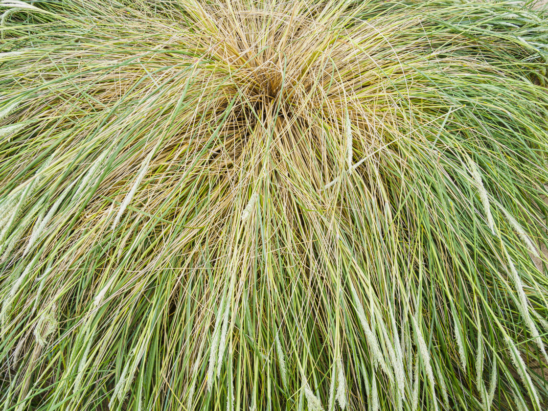 "Straw of grass" stock image