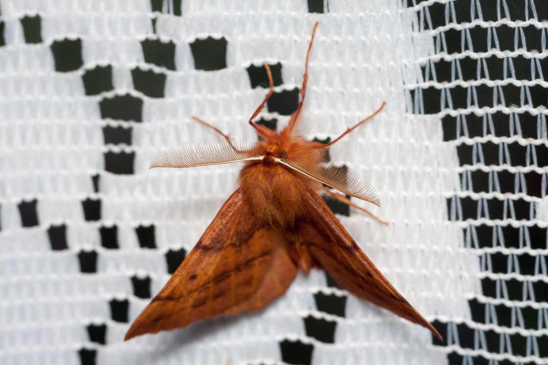 "Feathered Thorn Moth" stock image