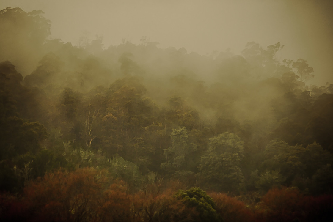 "Misty Morning" stock image