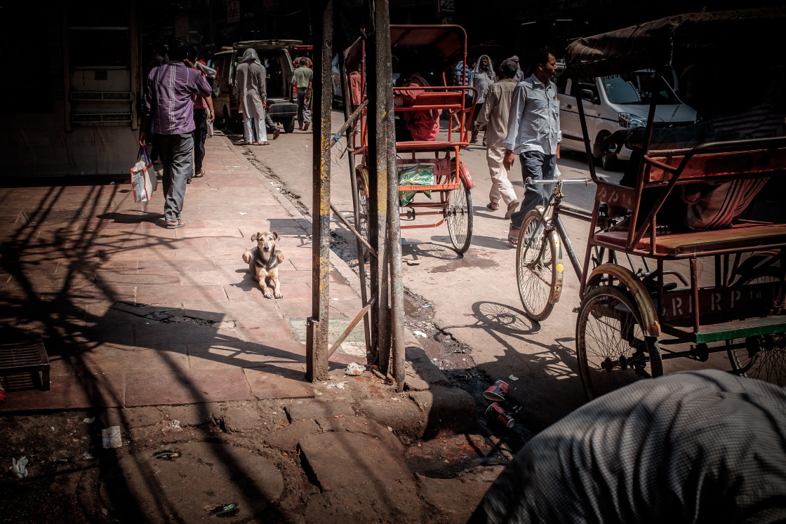 "Indian Dog" stock image