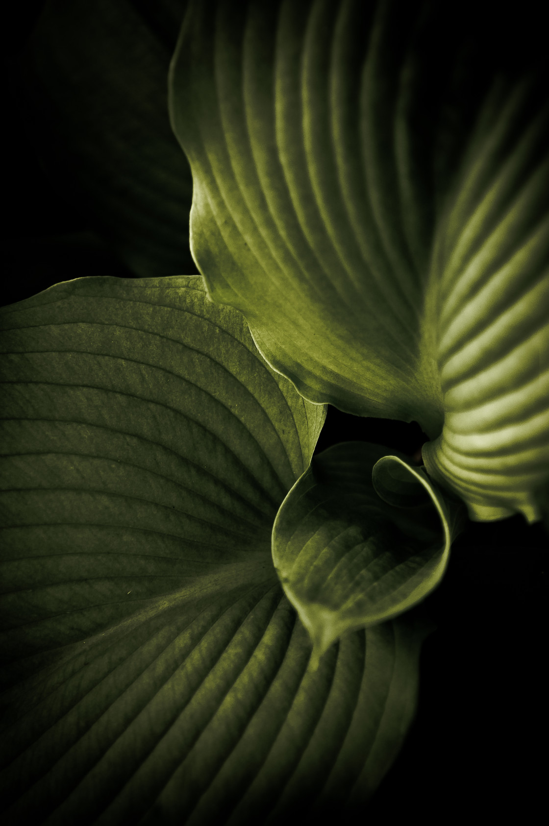 "Hosta Detail" stock image