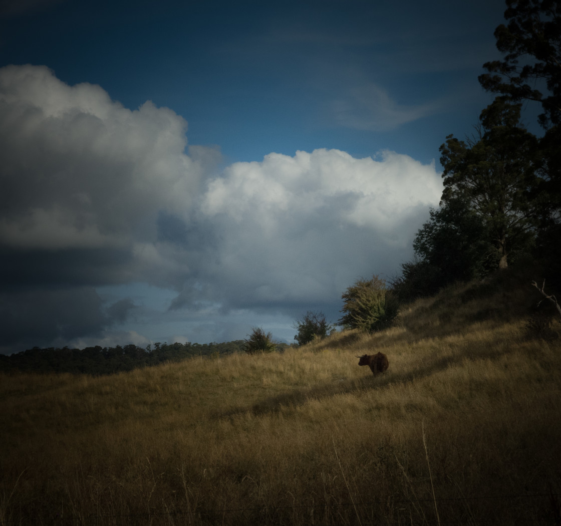 "Highland Cattle" stock image