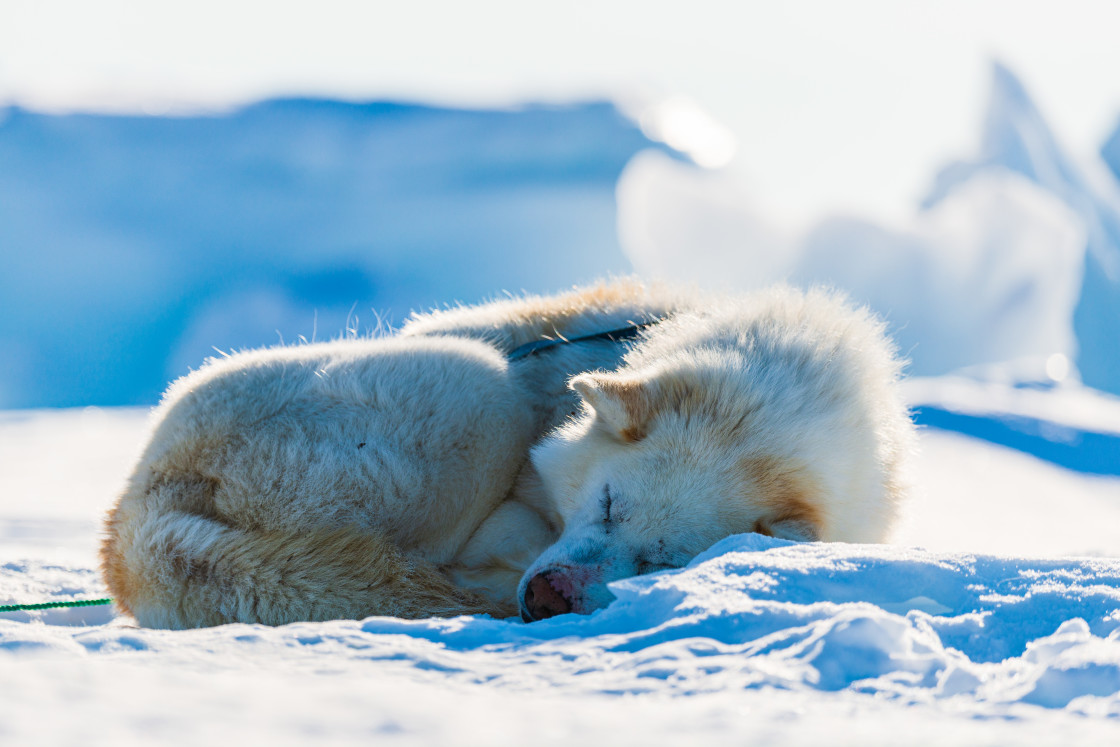 "Tired husky dog" stock image