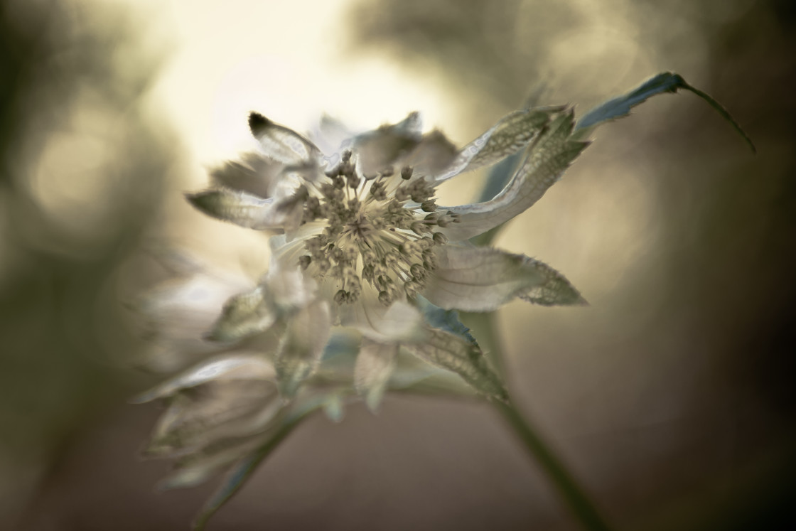 "Astrantia Flower" stock image