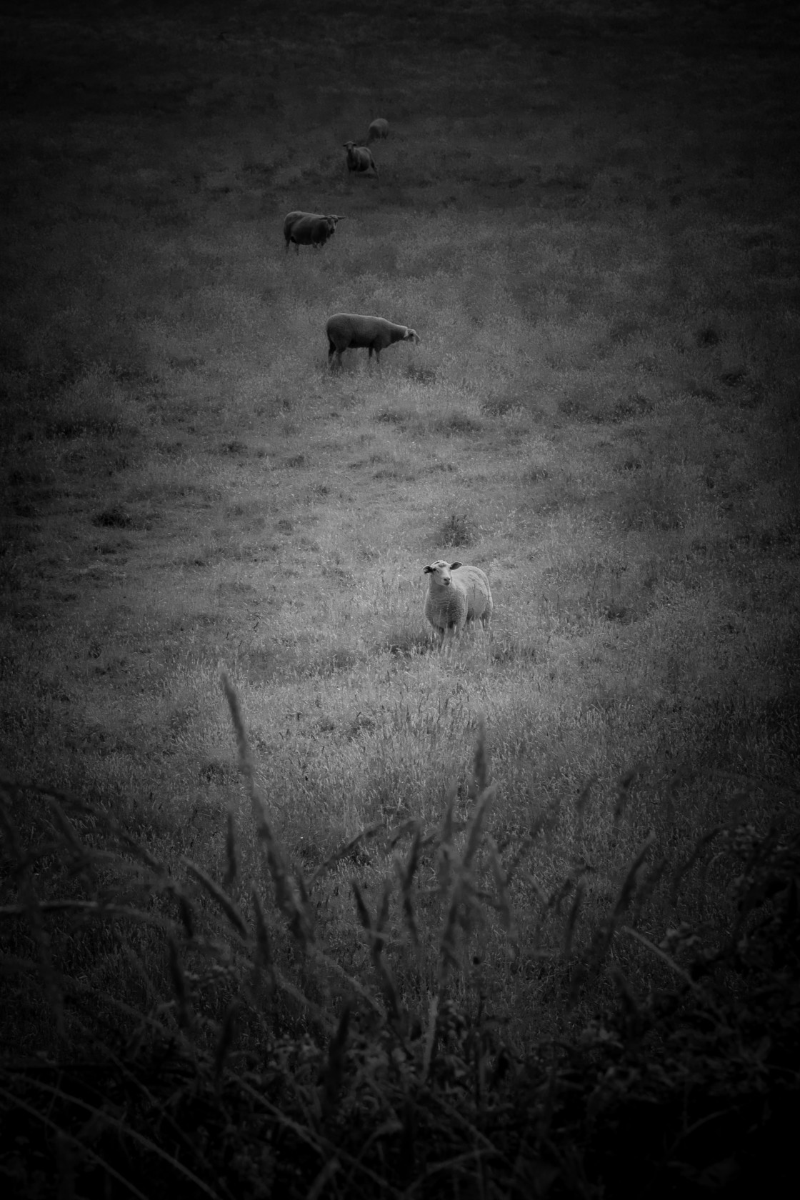 "Summer Sheep Scene" stock image