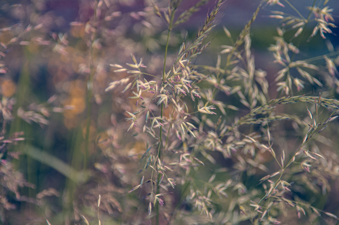 "Roadside Grass" stock image