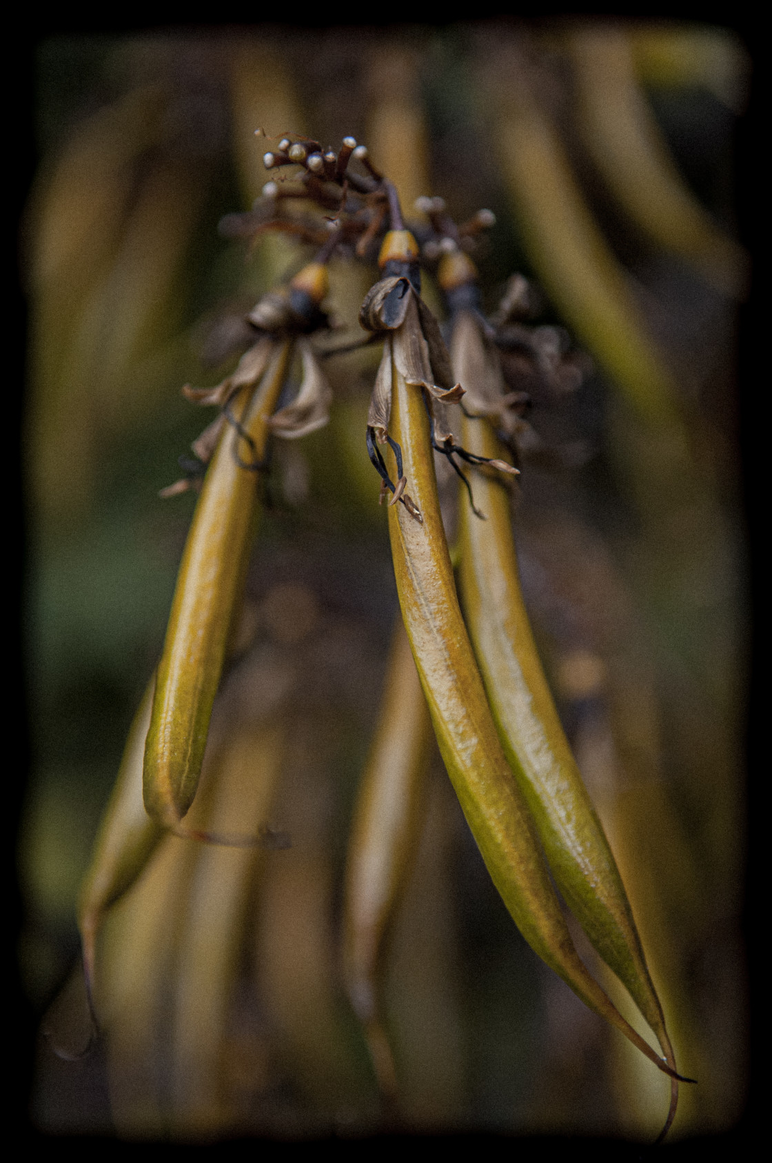 "Phormium Detail" stock image