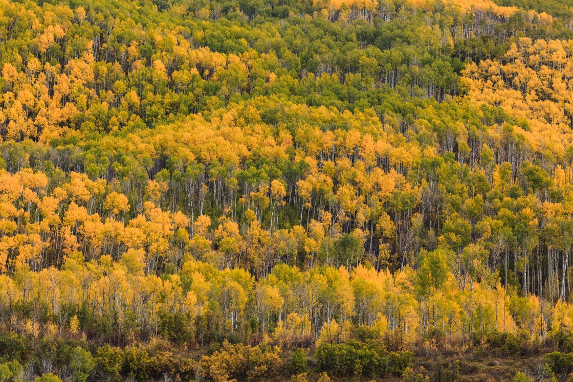 "Aspen Forest" by Joseph Hawk - $59.26 "Aspen Forest" stock image