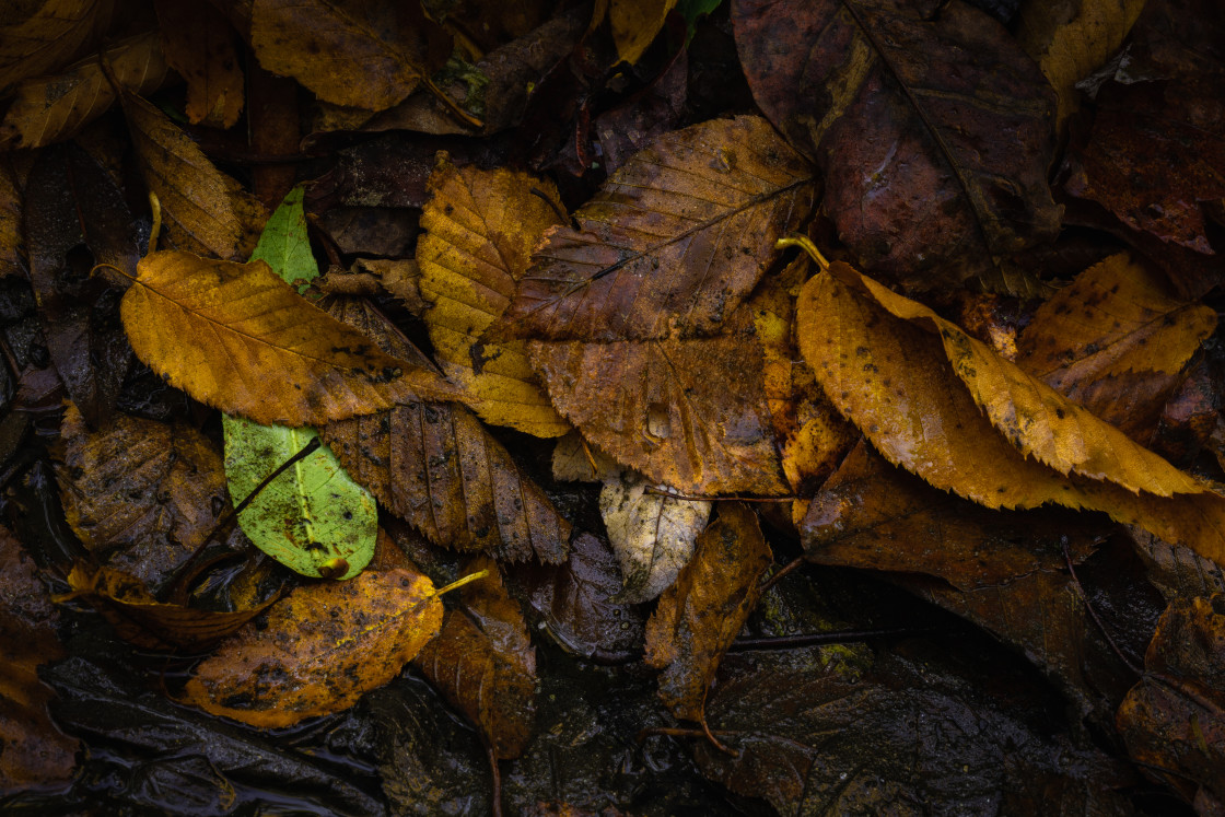 "Autumn Senses" by Joseph Hawk - $59.26 "Autumn Senses" stock image