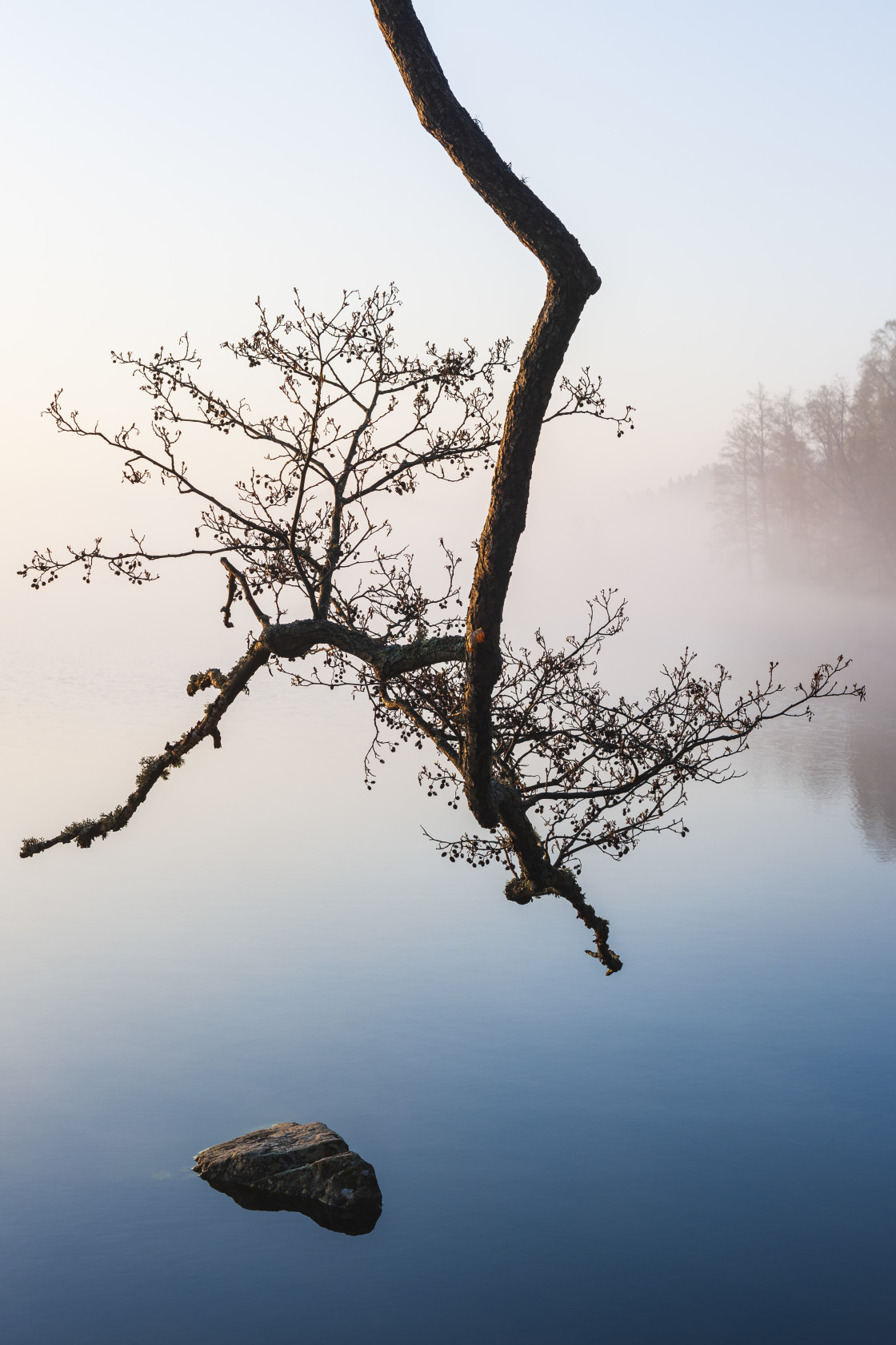 "Tree branch" stock image