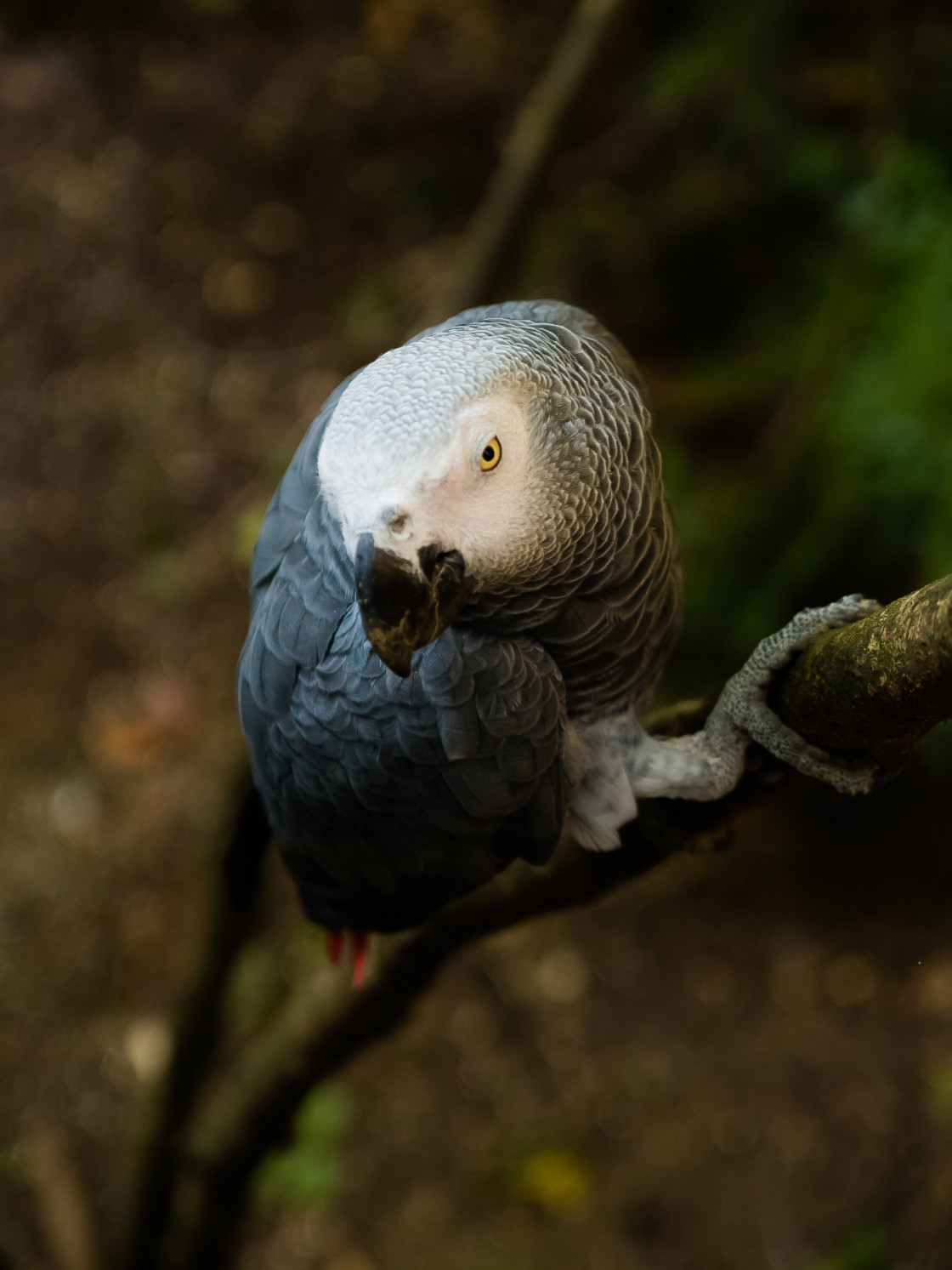 "Congo grey parrot" by Joseph Hawk - $59.26 "Congo grey parrot" stock image