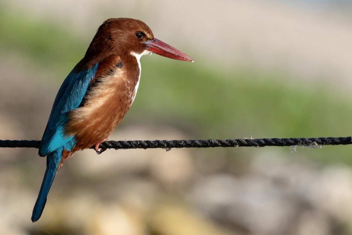 "A kingfisher.." stock image