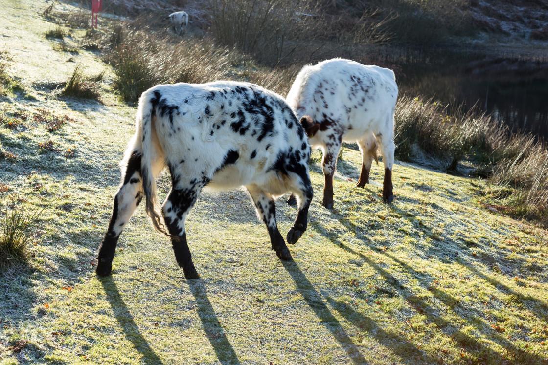 "Playful Cattle" by Gordon England - $12.09 "Playful Cattle" stock image