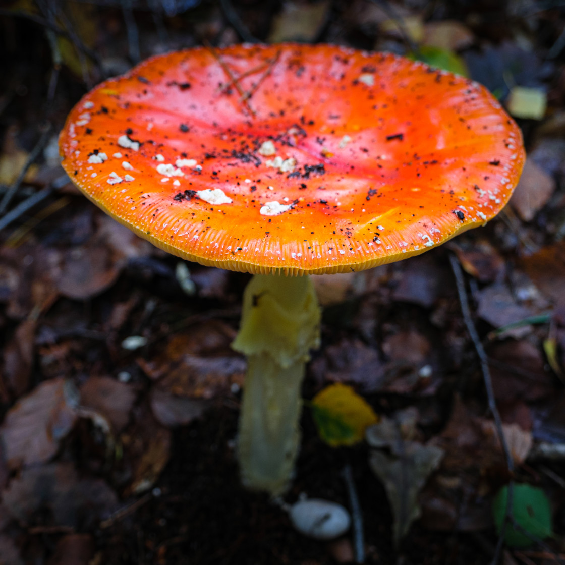 "Paddestoelen" stock image