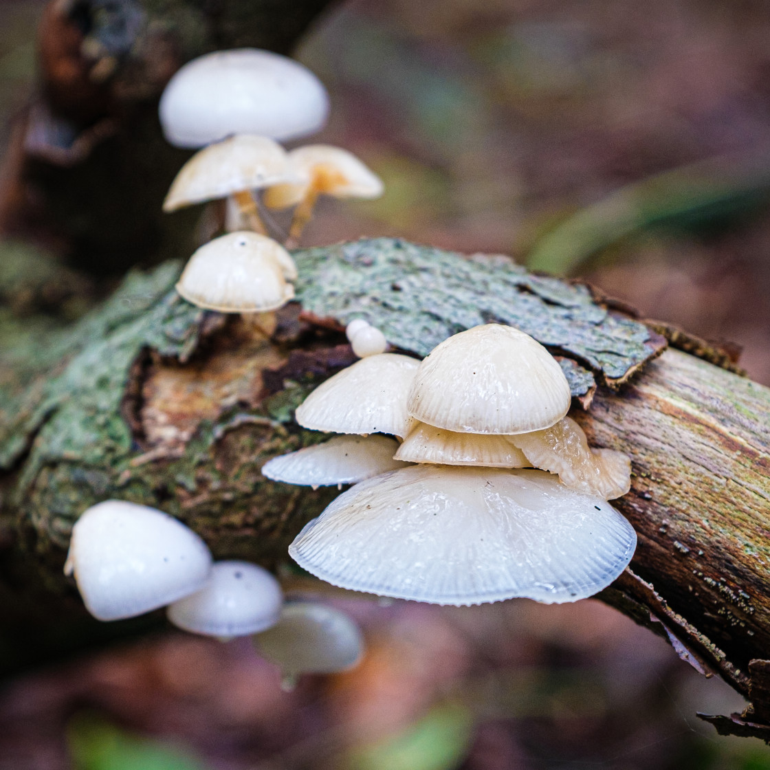 "Paddestoelen" stock image