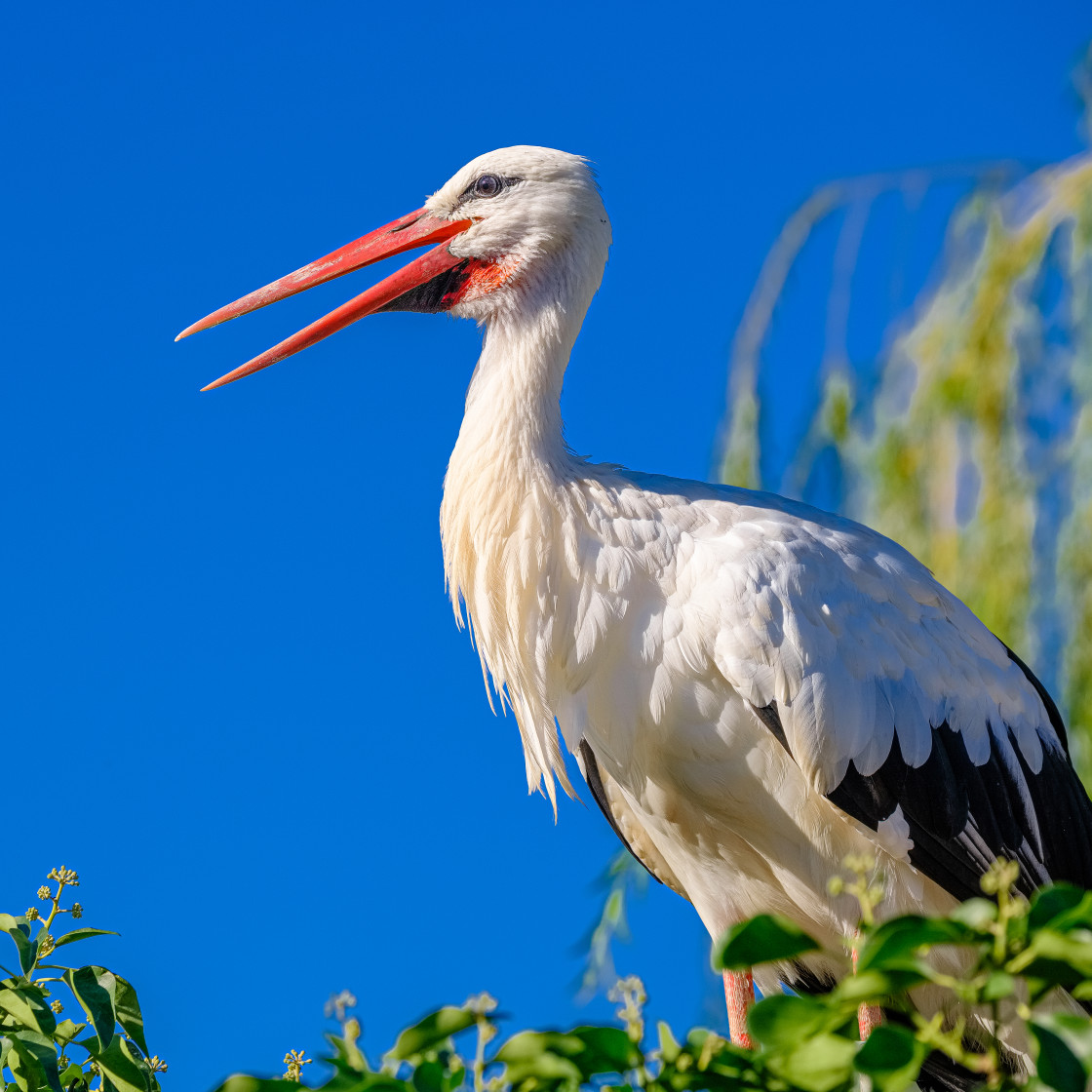 "Cigogne" stock image