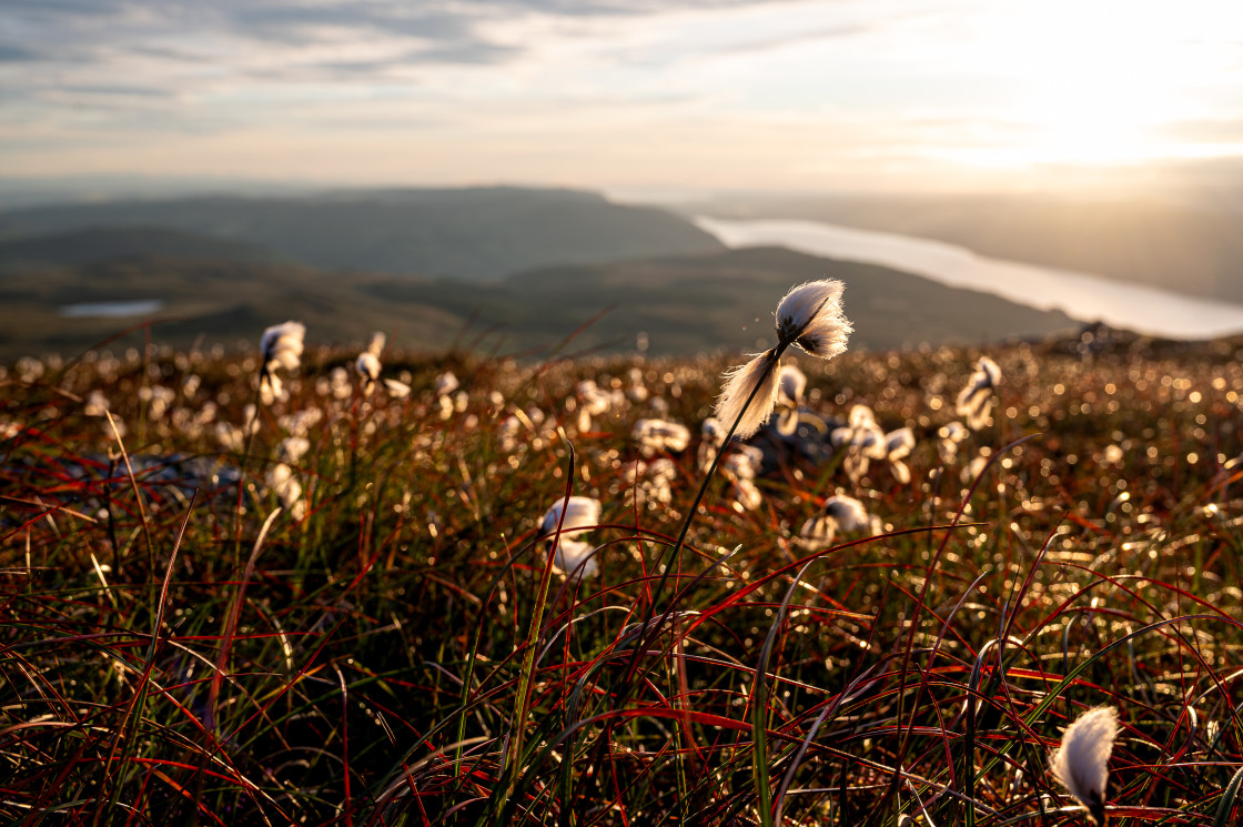 "Bog Cotton high above Loch Ness" stock image