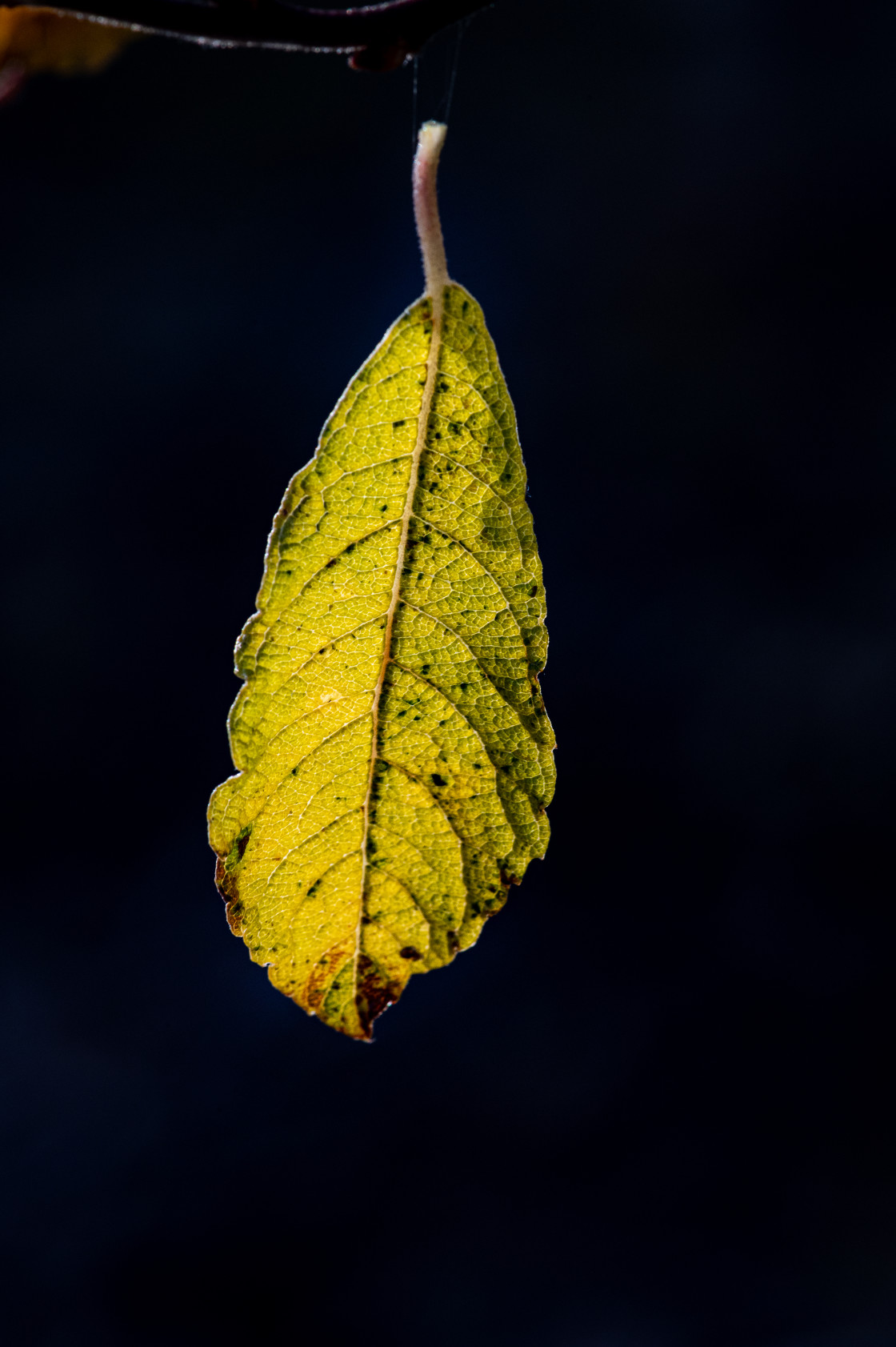 "A silver birch leaf hanging by slender piece of spider silk" stock image