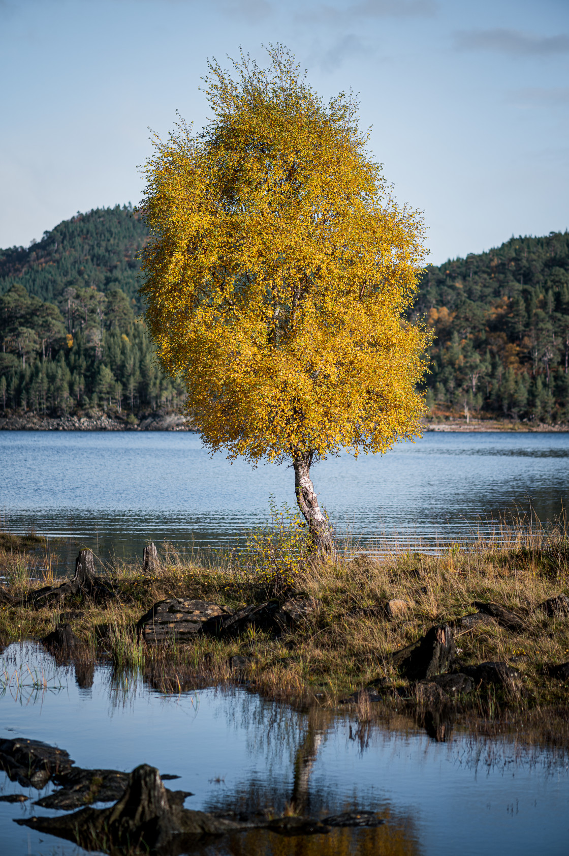 "Autumn in Glen Affric" stock image