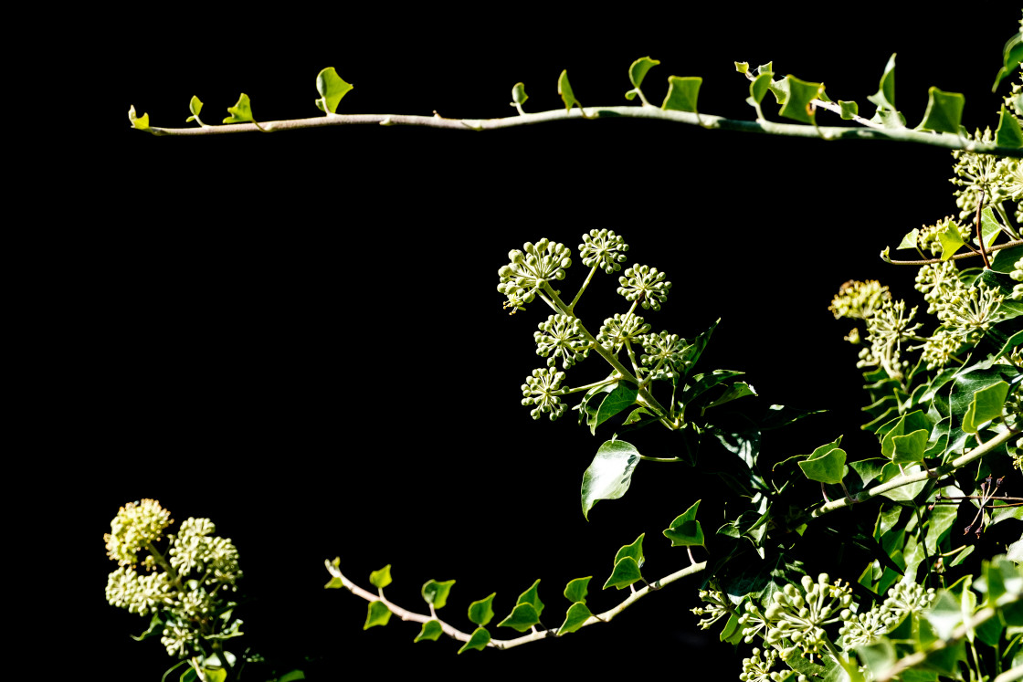 "Tamed Nature" stock image