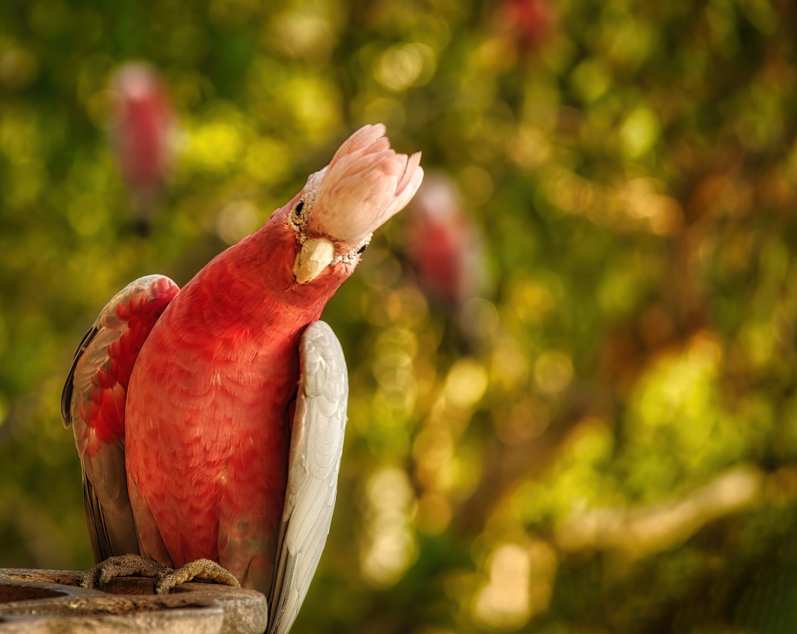 "Pink and Grey Galah portrait" stock image