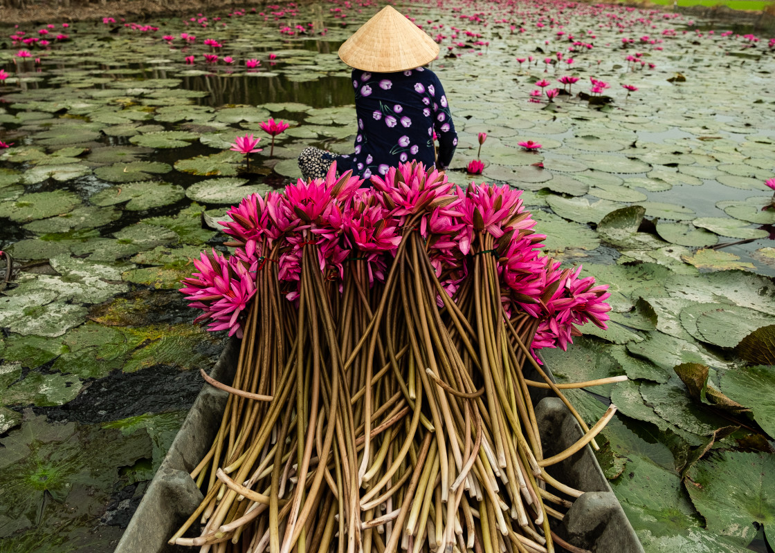 "Harvesting Water Lilies" stock image