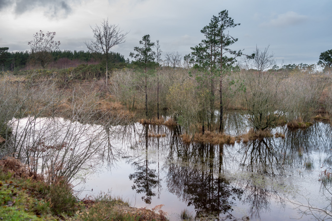 "Waterhole" by Gordon England - $12.56 "Waterhole" stock image