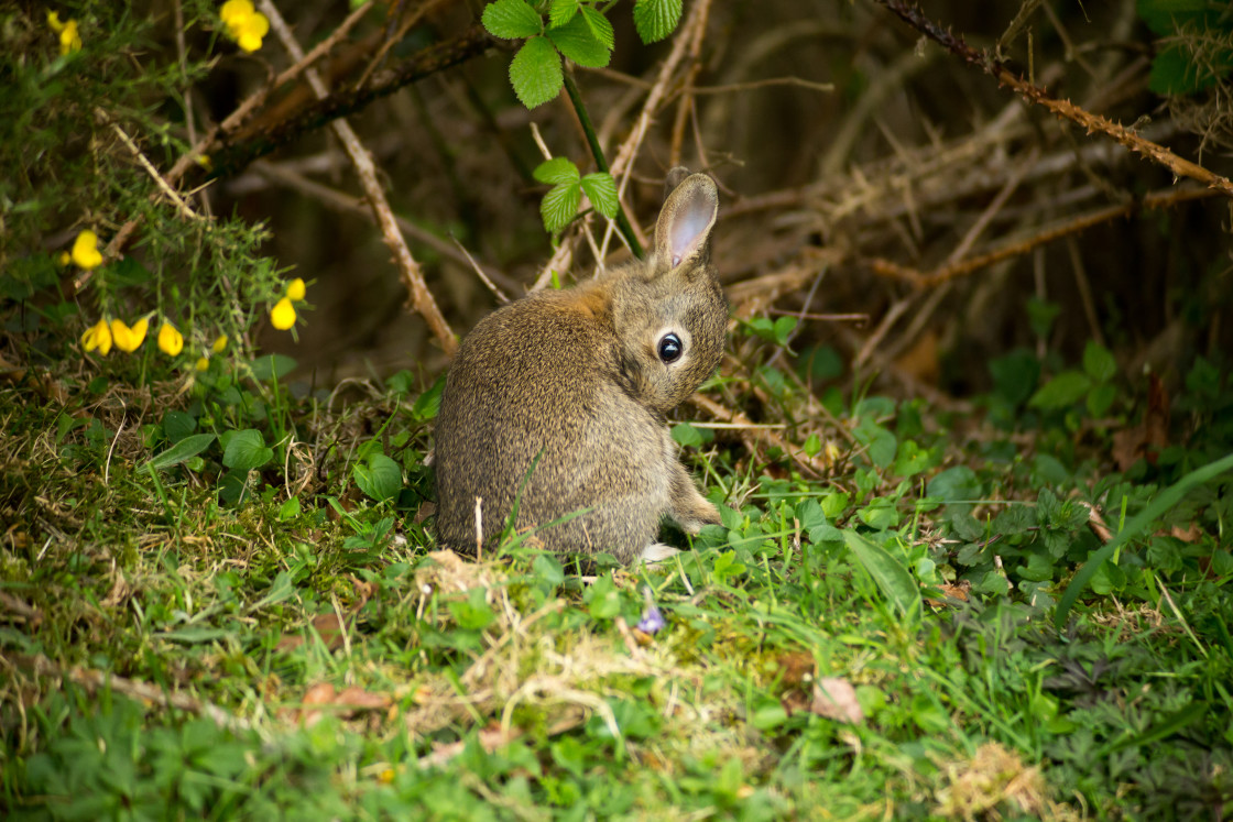 "Young Rabbit" stock image