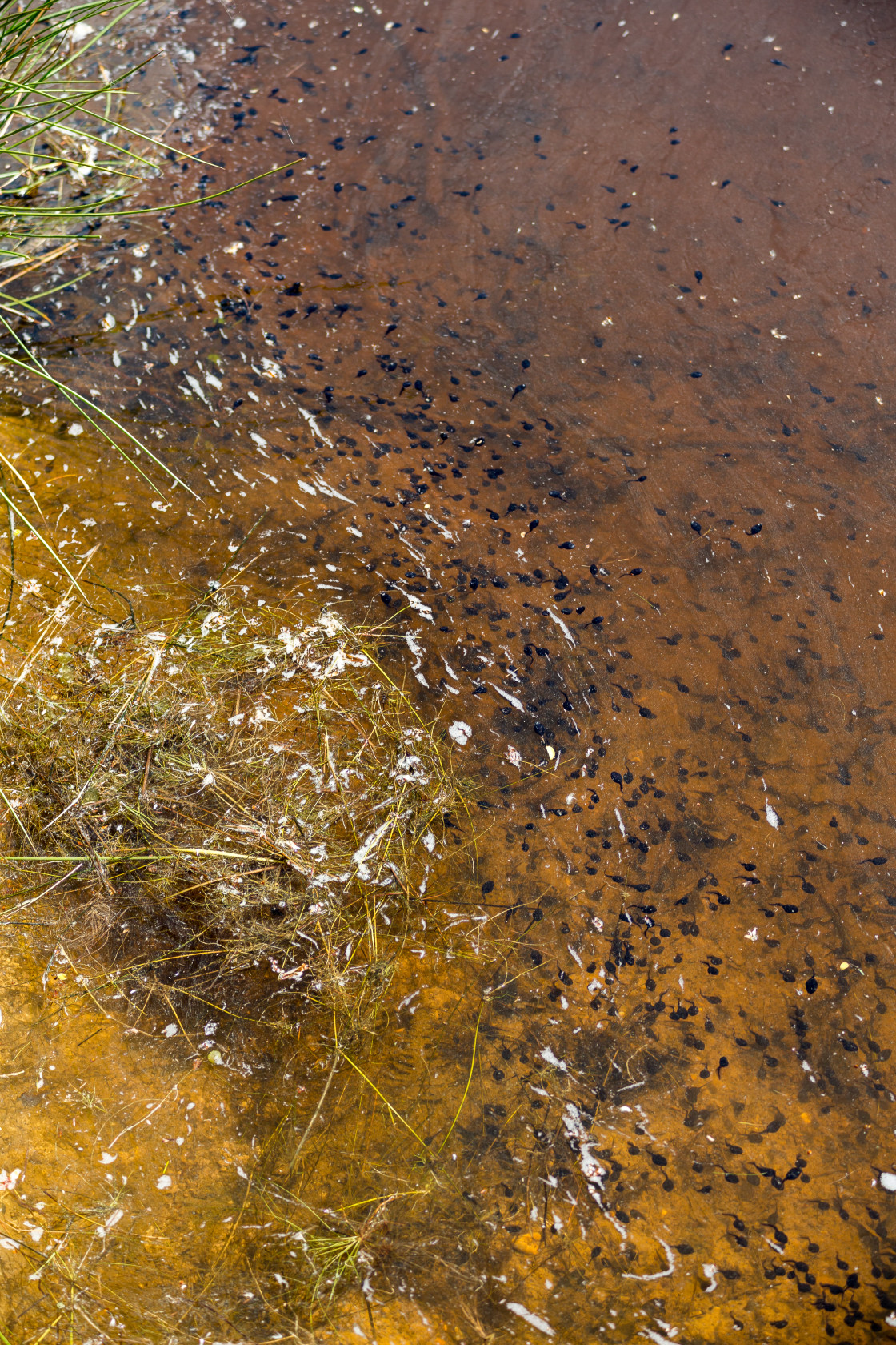 "Toad Tadpole Shoal" by Gordon England - $12.14 "Toad Tadpole Shoal" stock image