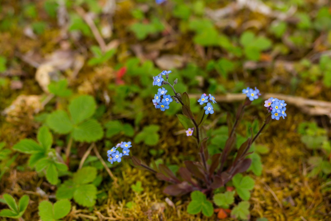 "Forget-me-not" by Gordon England - $12.55 "Forget-me-not" stock image