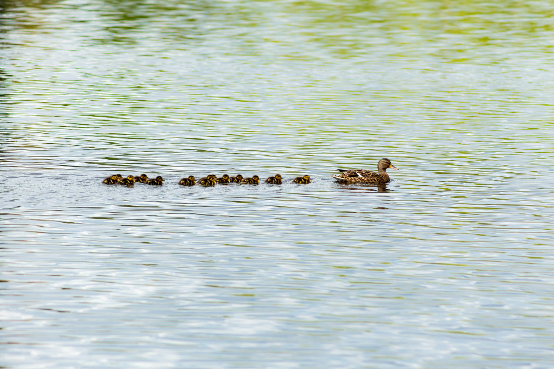 "Mallard Duck with Chicks in Tow" by Gordon England - $12.24 "Mallard Duck with Chicks in Tow" stock image