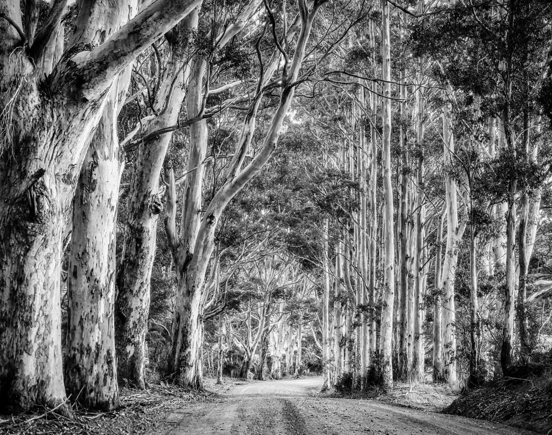 "Kari Forest Cathedral" stock image