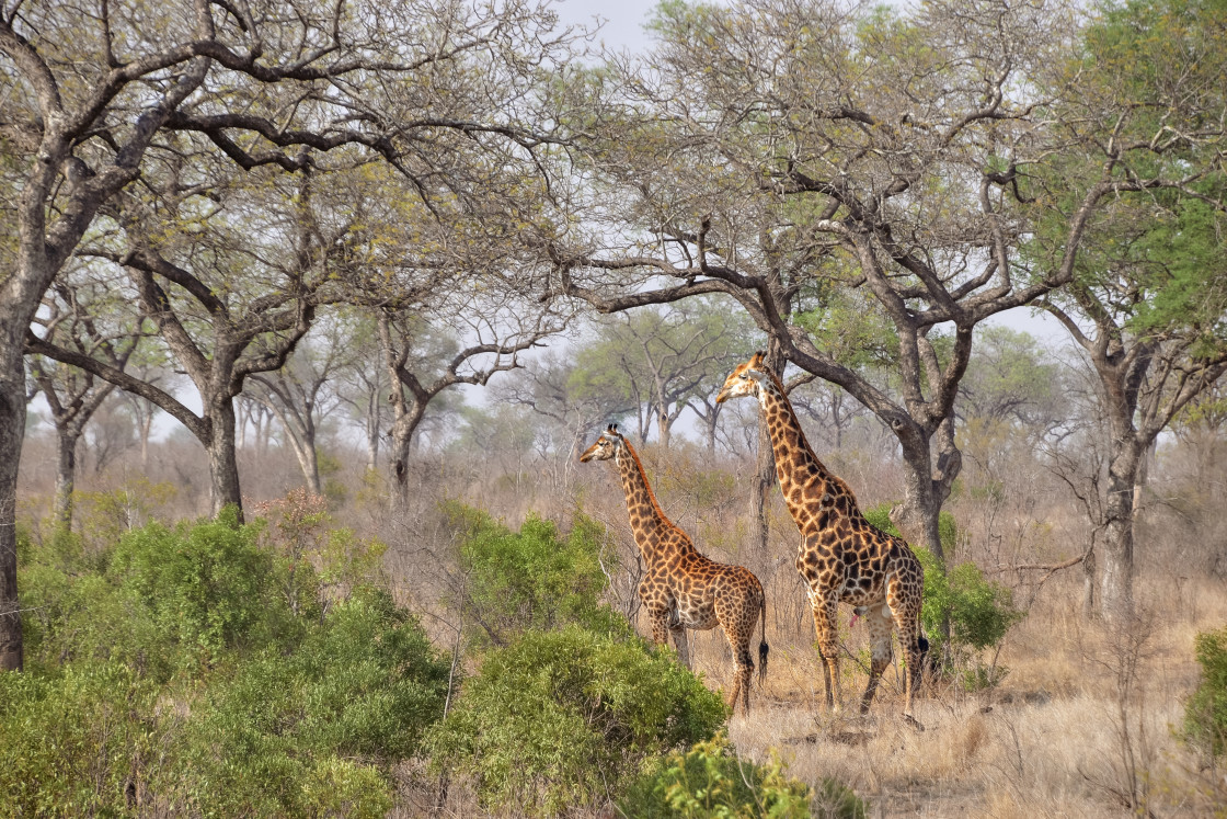 "Giraffes in the bush - Kruger NP South Africa" stock image