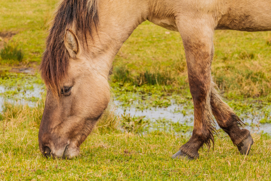 "Konik" stock image